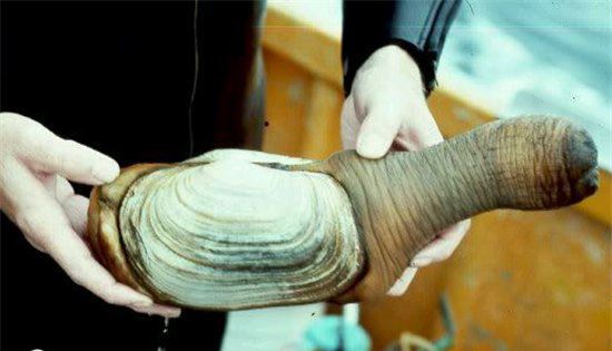 象拔蚌什么梗新生对话 象拔蚌是什么梗