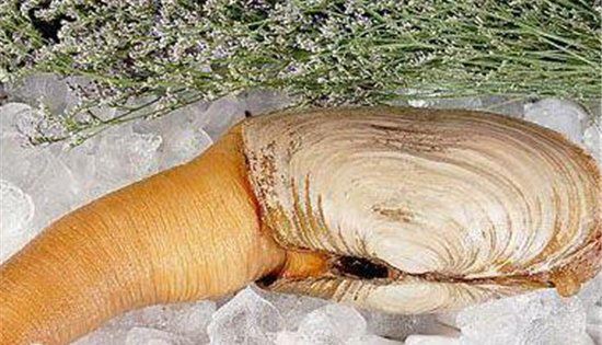 象拔蚌什么梗新生对话 象拔蚌是什么梗