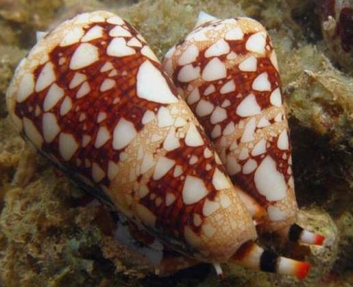 鸡心螺可以吃吗 鸡心螺的毒刺图片