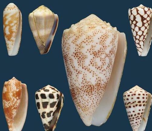 鸡心螺可以吃吗 鸡心螺的毒刺图片