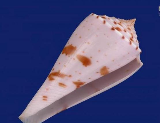 鸡心螺可以吃吗 鸡心螺的毒刺图片