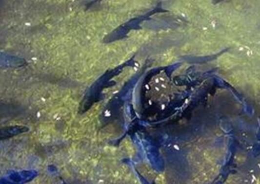 重庆鱼泉真相 鱼泉之谜是真的吗