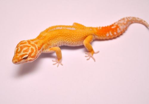 豹纹守宫最贵的品种 豹纹守宫多少钱一只