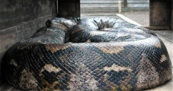 世界第一巨蛇在哪里 红海巨蛇是真的吗