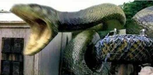 辽宁巨蟒渡劫事件 真的有渡劫飞升成仙吗