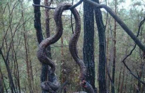 辽宁巨蟒渡劫事件 真的有渡劫飞升成仙吗