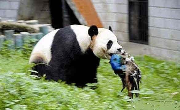 黑竹沟真有那么恐怖吗 四川黑竹沟灵异事件