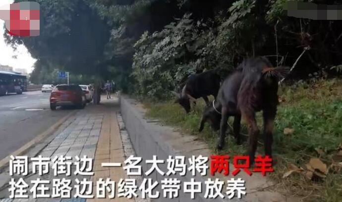 大妈闹市放羊啃食绿化带 这样放羊吃草被指责大妈理直气壮反驳