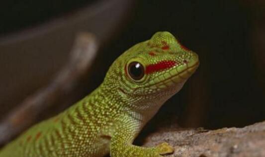 守宫砂是真的吗 守宫砂的原理揭秘