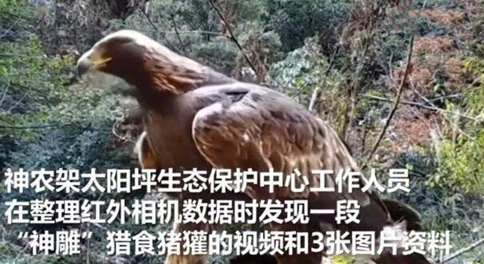 神农架1.2米金雕被赞 网友：这是杨过的神雕吗