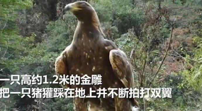 神农架1.2米金雕被赞 网友：这是杨过的神雕吗