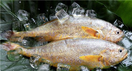 小黄鱼属于深海鱼吗 黄鱼是深海鱼还是浅海