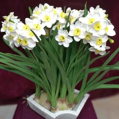 12月份的别称有哪些 十二月代表的花是什么