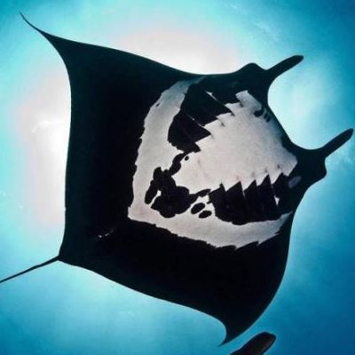 魔鬼鱼吃人吗 魔鬼鱼有毒吗