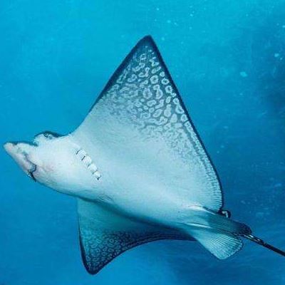 魔鬼鱼吃人吗 魔鬼鱼有毒吗