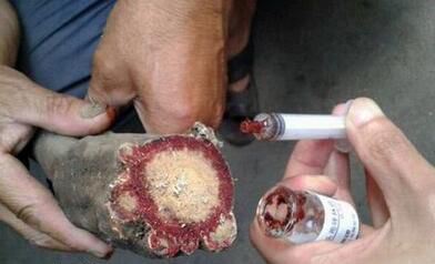 麒麟竭是什么东西 世界上真有麒麟竭吗