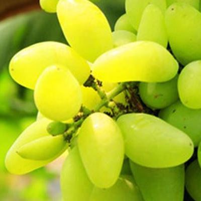 金手指葡萄几月份成熟 和美人指葡萄区别