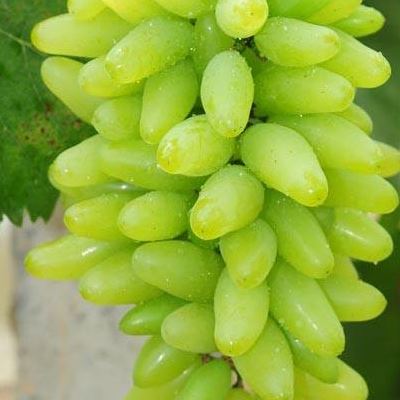 金手指葡萄几月份成熟 和美人指葡萄区别