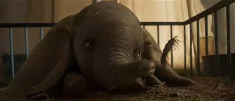 电影小飞象观后感 小飞象电影告诉我们