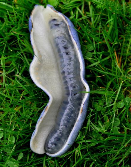 猫儿屎为什么是黑色的 猫儿屎是个什么鬼