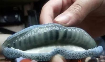 猫儿屎为什么是黑色的 猫儿屎是个什么鬼