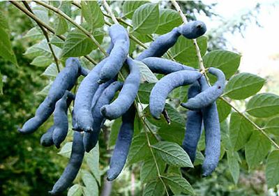 猫儿屎为什么是黑色的 猫儿屎是个什么鬼