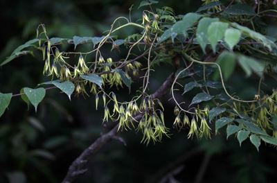 猫儿屎为什么是黑色的 猫儿屎是个什么鬼