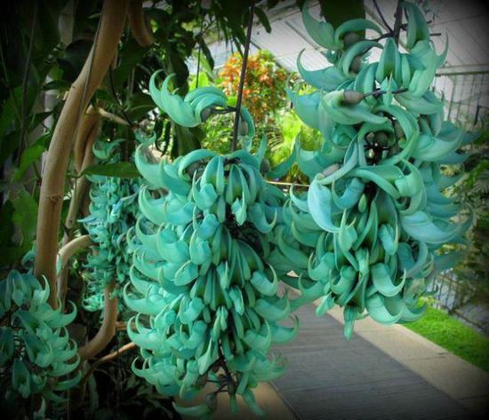 世界超罕见的奇花异草长见识了