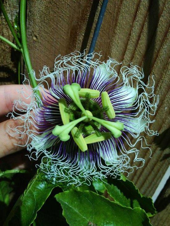 世界超罕见的奇花异草长见识了