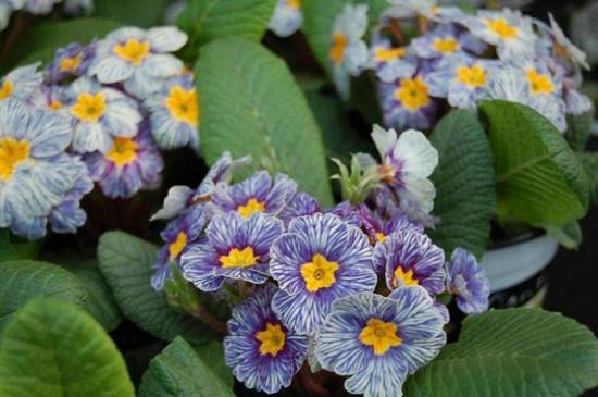 世界超罕见的奇花异草长见识了