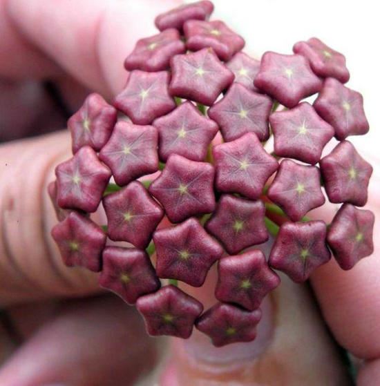 世界超罕见的奇花异草长见识了