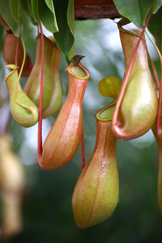 世界上有没有食人树吗 食人树吃人真图片