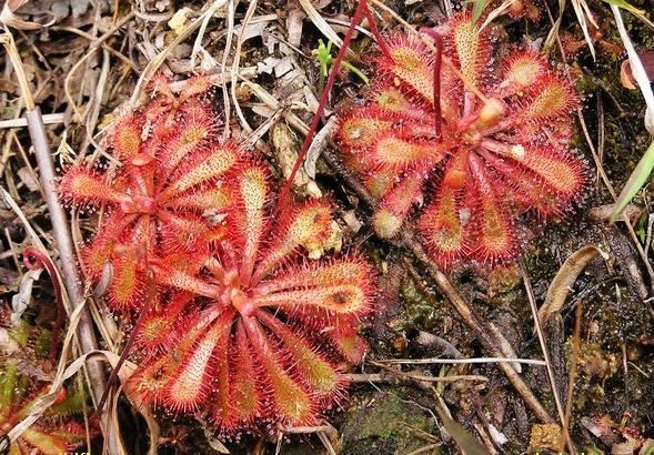 世界上有没有食人树吗 食人树吃人真图片