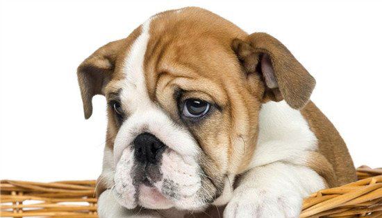 狗篮子啥意思 东北话狗篮子什么意思