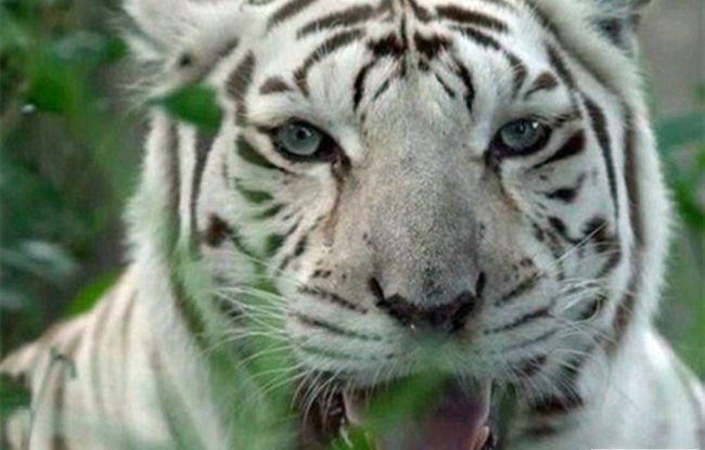 世界最丑老虎 难道是与海豹生的吗