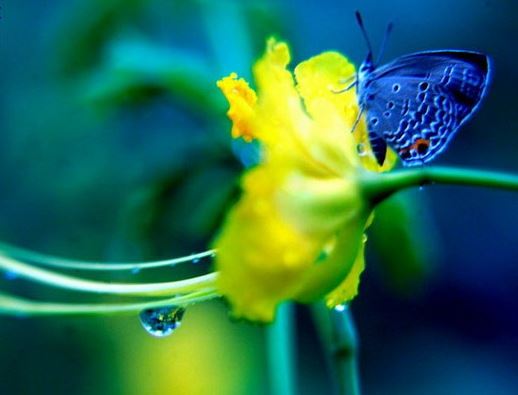 蓝颜知己和红颜知己的区别有哪些