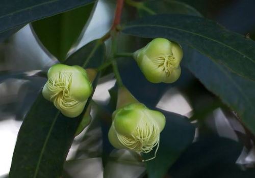 水蒲桃为什么没人买 水蒲桃什么人不能吃