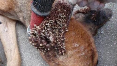 恐怖的蜱虫狗图片 看过之后让你吃不下饭(密集恐惧症慎入)