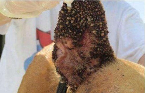 恐怖的蜱虫狗图片 看过之后让你吃不下饭(密集恐惧症慎入)