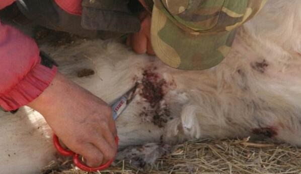 恐怖的蜱虫狗图片 看过之后让你吃不下饭(密集恐惧症慎入)