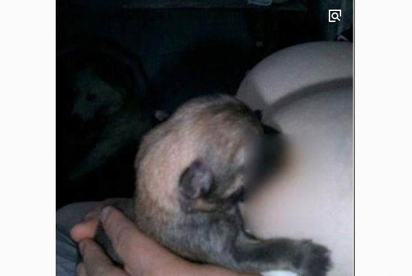 挤奶门事件图片 90后美女挤奶喂狗惊呆网友(疑造假)