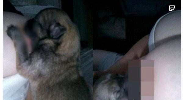 挤奶门事件图片 90后美女挤奶喂狗惊呆网友(疑造假)