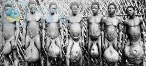 非洲原始部落巨阴族的秘密 从小舔食母牛蜜汁直至婚后