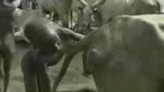 非洲原始部落巨阴族的秘密 从小舔食母牛蜜汁直至婚后