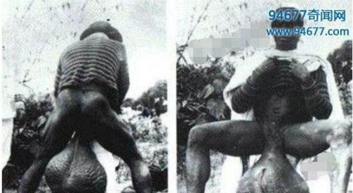 非洲原始部落巨阴族的秘密 从小舔食母牛蜜汁直至婚后