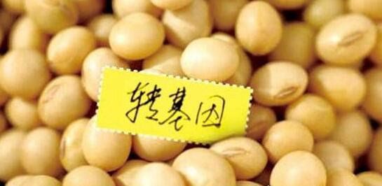中国在售转基因生物有哪些 一共有5大类17种转基因生物在售