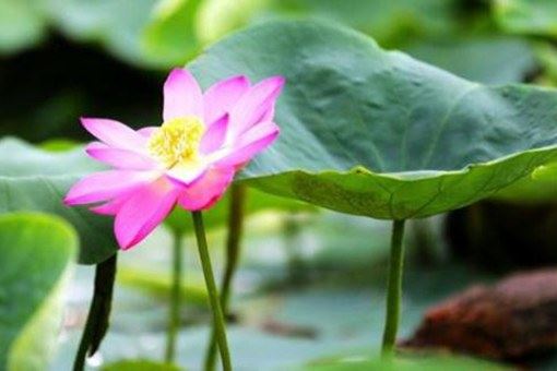 百年古莲复活开花 古莲子为什么历经百年还能开花？