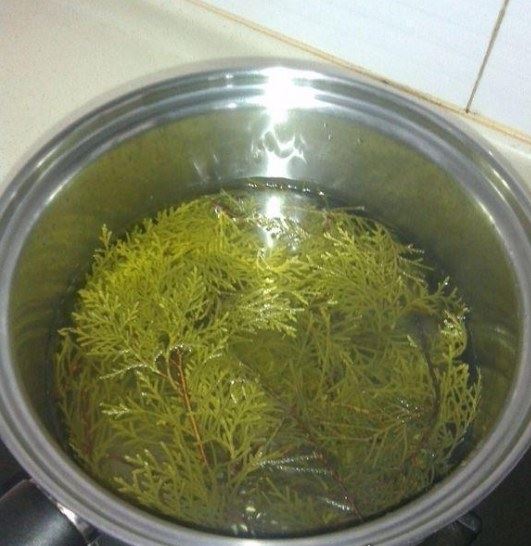 四大最有效的白发变黑发土方 桑叶水洗头简单又实用