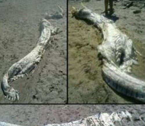 青海湖海底惊现12米巨型真龙 真龙图片曝光震惊众人