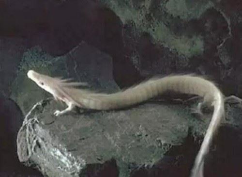 青海湖海底惊现12米巨型真龙 真龙图片曝光震惊众人